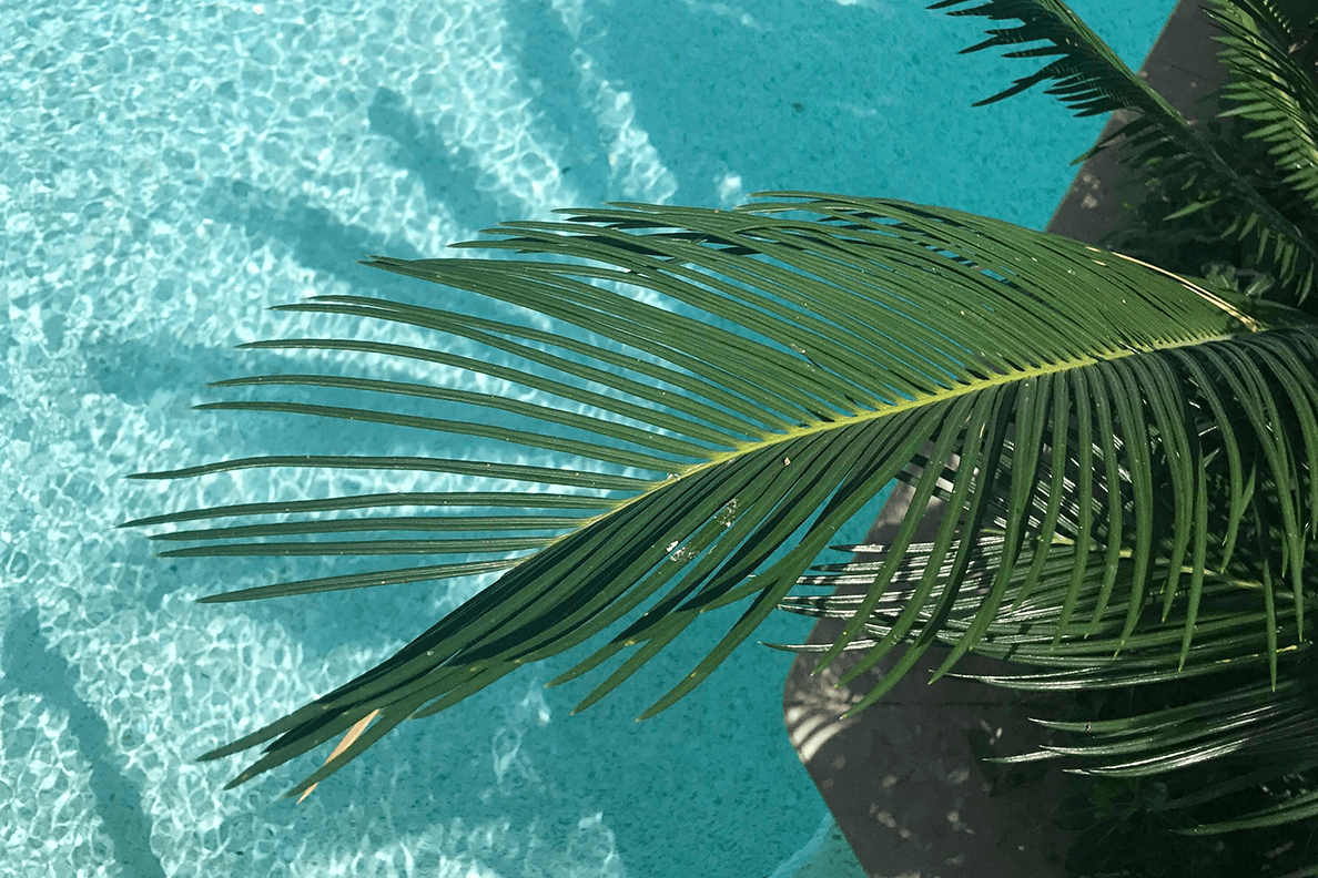  pool-palm-barchemicals