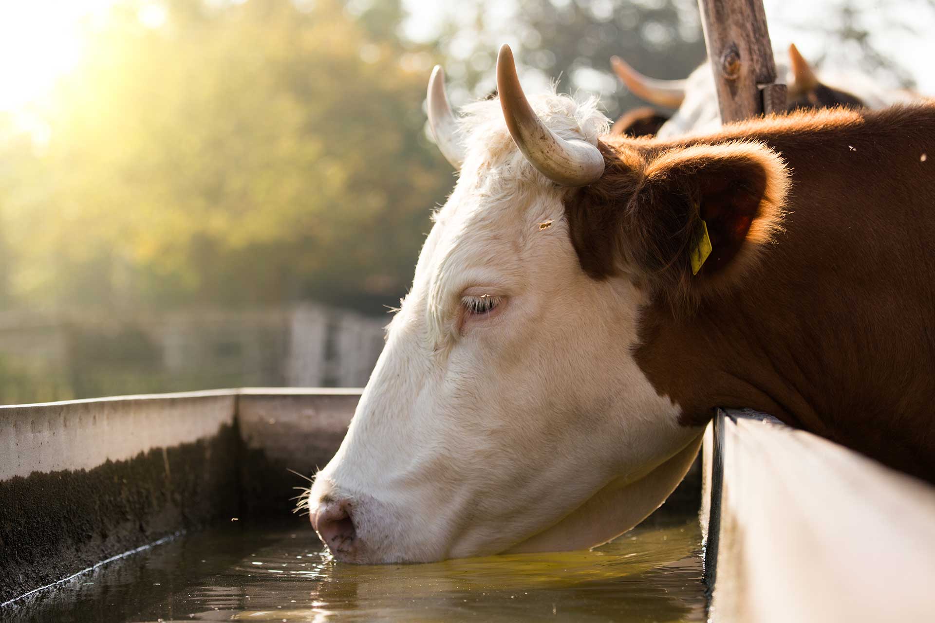 drinking water for cows on the farm