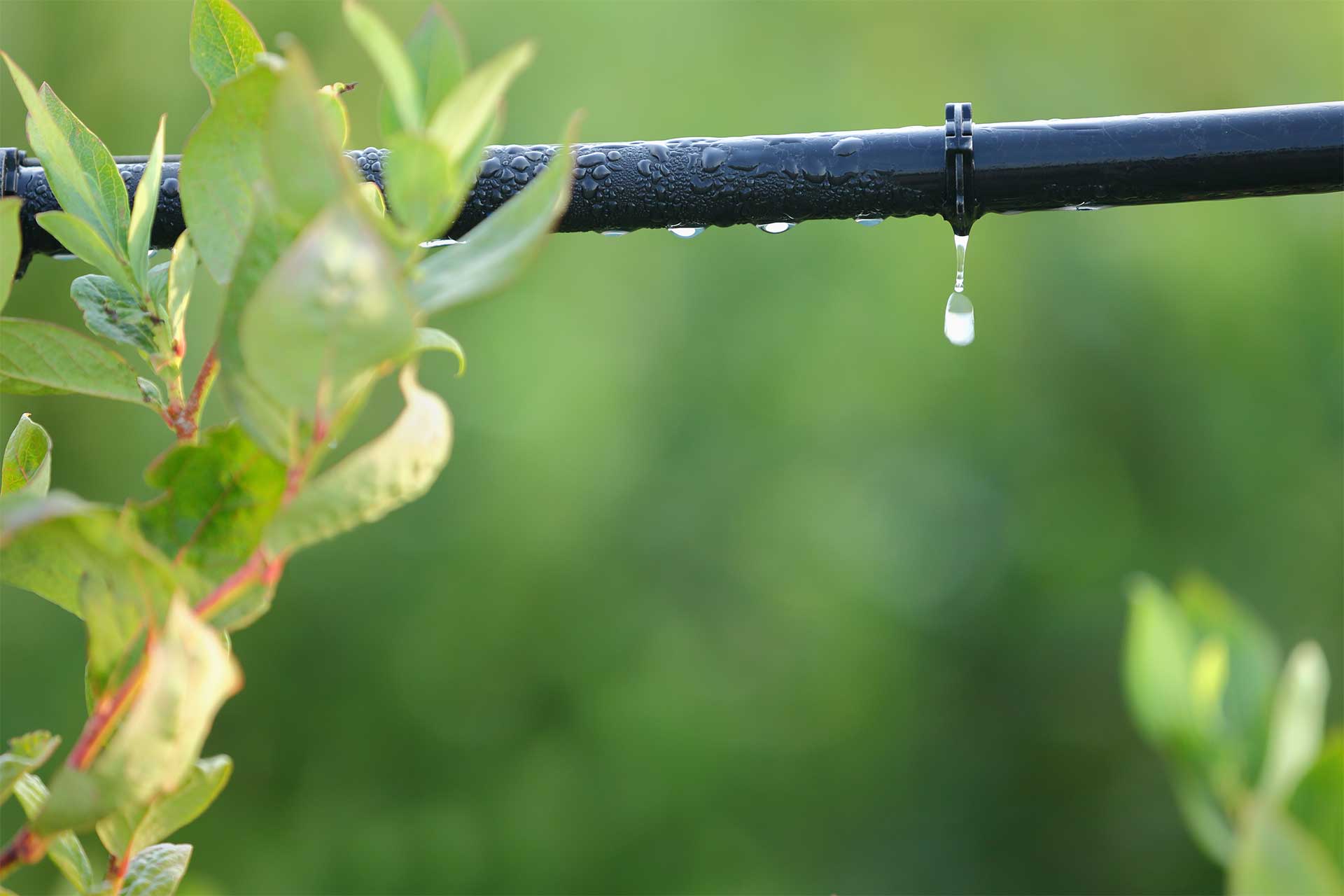  drip irrigation system up close