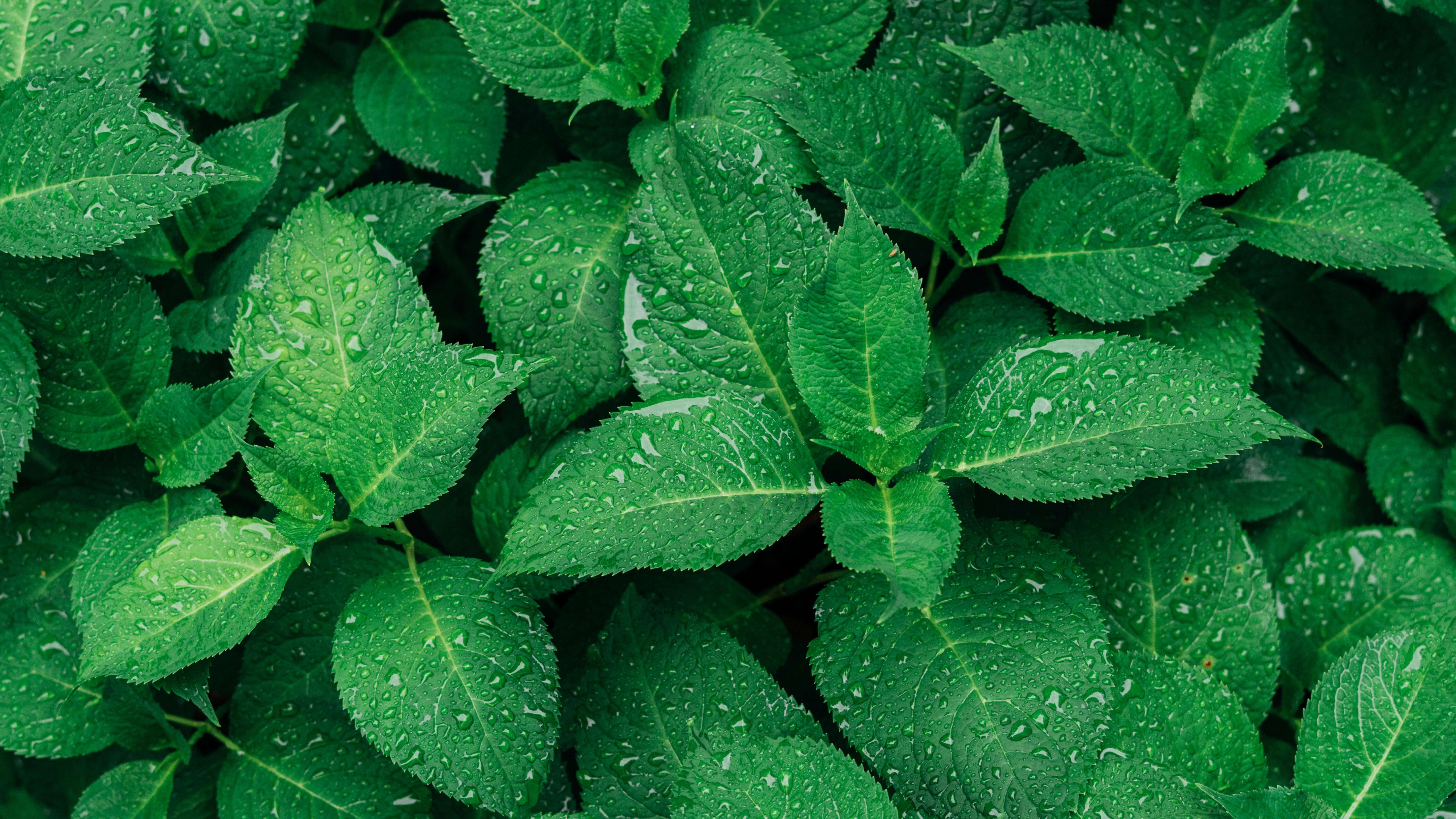 Leaves-mint-droplets-water